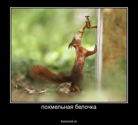 похмельная белочка