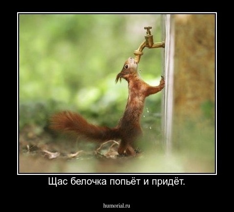 Щас белочка попьёт и придёт.