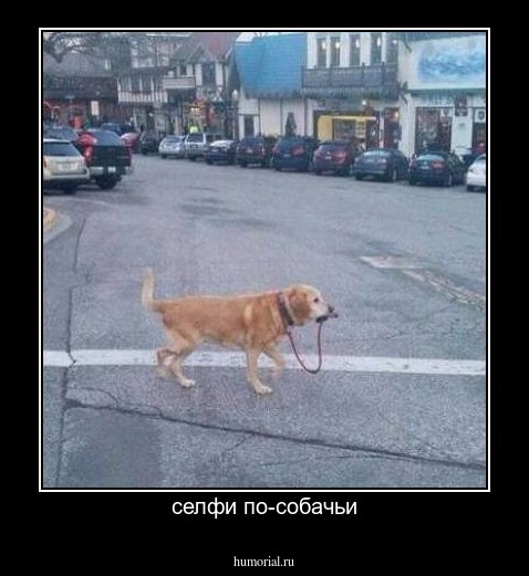 селфи по-собачьи