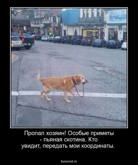 Пропал хозяин!
Особые приметы - пьяная скотина.
Кто увидит, передать мои координаты.