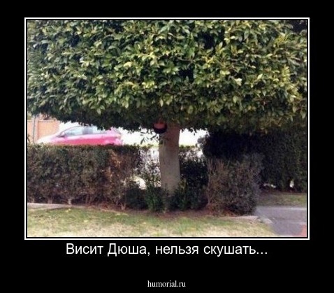 Висит Дюша, нельзя скушать...