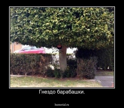Гнездо барабашки.