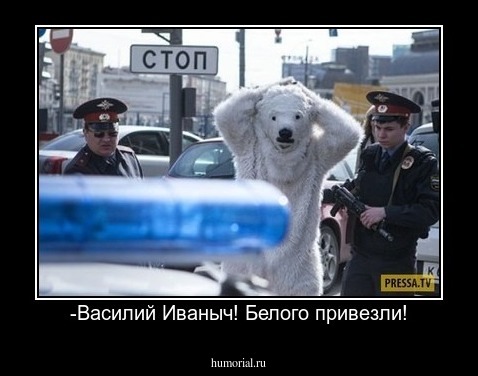 -Василий Иваныч! Белого привезли!