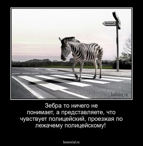 Зебра то ничего не понимает, а представляете,  что  чувствует полицейский,  проезжая по лежачему полицейскому! 