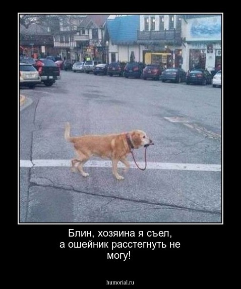 Блин, хозяина я съел, а ошейник расстегнуть не могу!