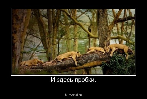 И здесь пробки.