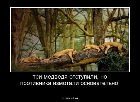 три медведя отступили, но противника измотали основательно 