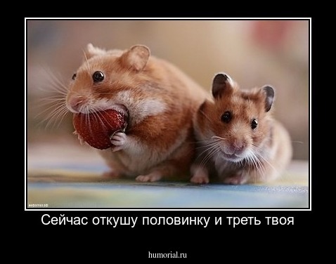 Сейчас откушу половинку и треть твоя