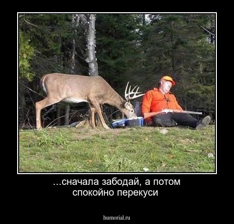 ...сначала забодай, а потом спокойно перекуси 