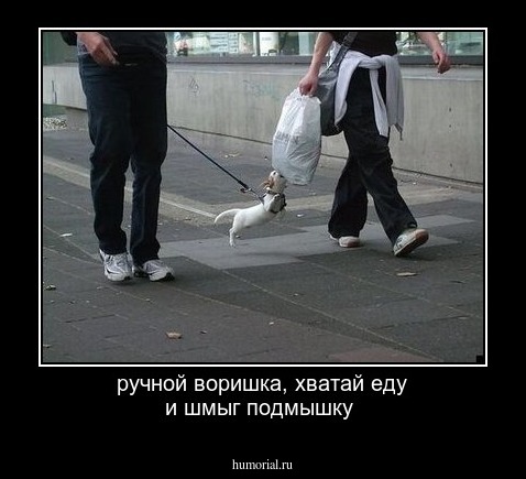 ручной воришка, хватай еду и шмыг подмышку 
