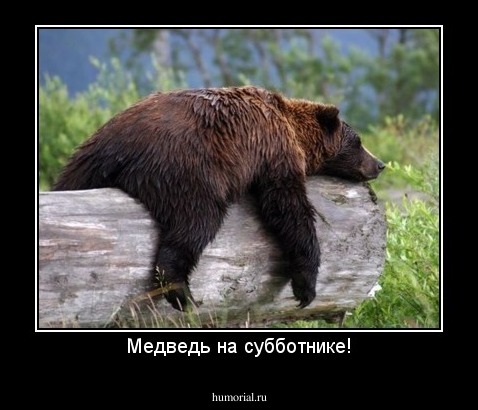 Медведь на субботнике!