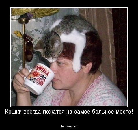 Кошки всегда ложатся на самое больное место!