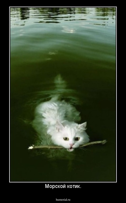 Морской котик.