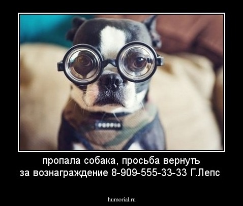 пропала собака, просьба вернуть за вознаграждение
8-909-555-33-33 Г.Лепс