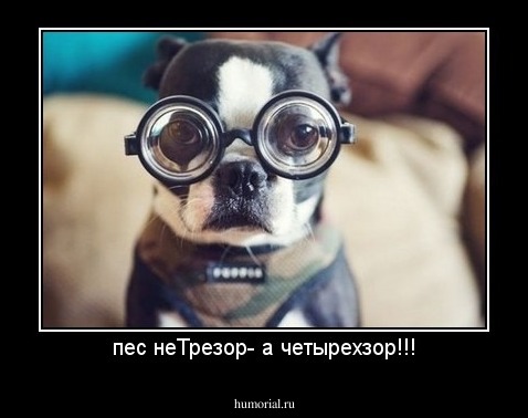 пес неТрезор- а четырехзор!!!