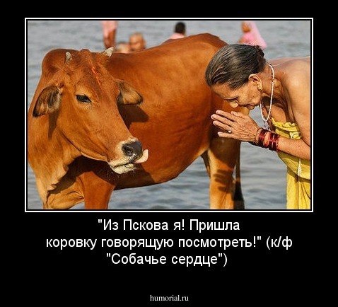 "Из Пскова я! Пришла коровку говорящую посмотреть!" (к/ф "Собачье сердце")