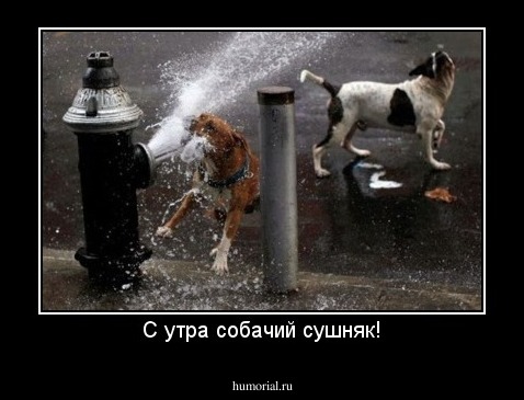 С утра собачий сушняк!