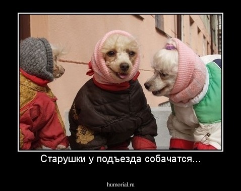Старушки у подъезда собачатся...