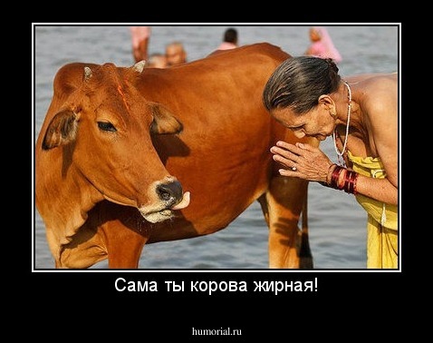 Сама ты корова жирная!