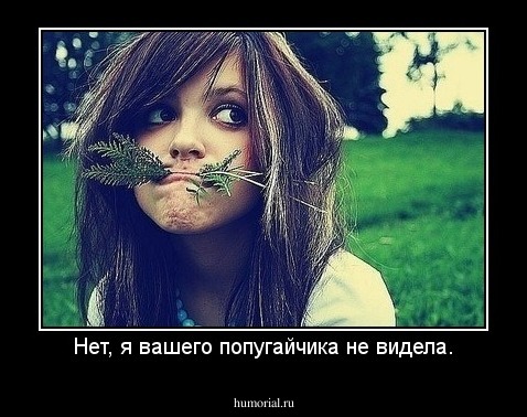 Нет, я вашего попугайчика не видела.