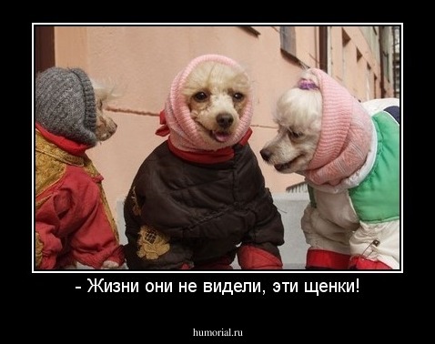 - Жизни они не видели, эти щенки!