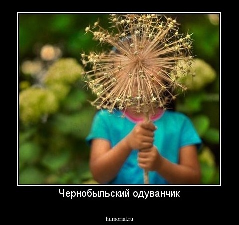 Чернобыльский одуванчик