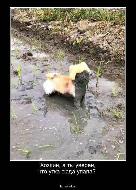 Хозяин, а ты уверен, что утка сюда упала?