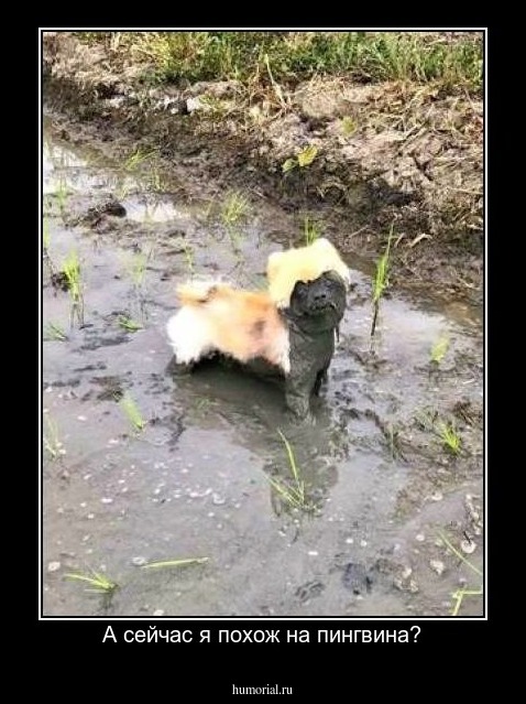 А сейчас я похож на пингвина?