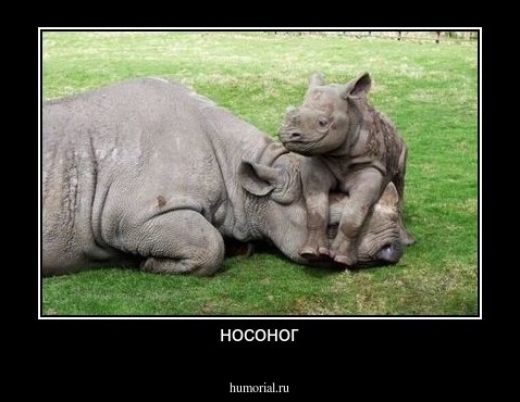 носоног