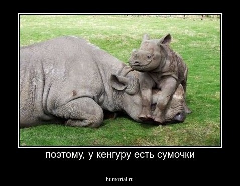 поэтому, у кенгуру есть сумочки
