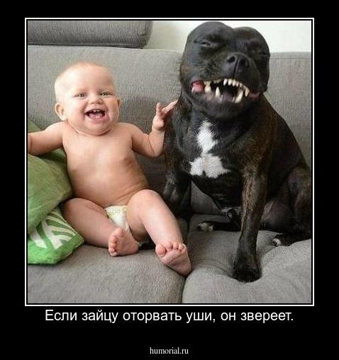 Если зайцу оторвать уши, он звереет.