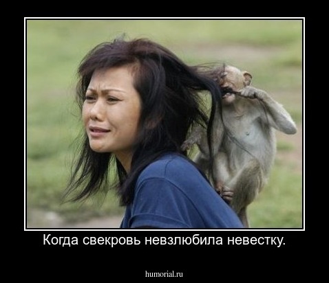 Когда свекровь невзлюбила невестку.