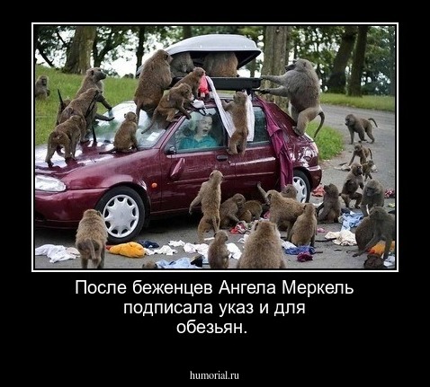 После беженцев Ангела Меркель подписала указ и для обезьян.