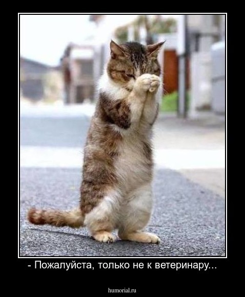 - Пожалуйста, только не к ветеринару...