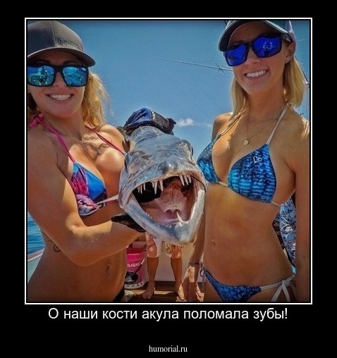 О наши кости акула поломала зубы!