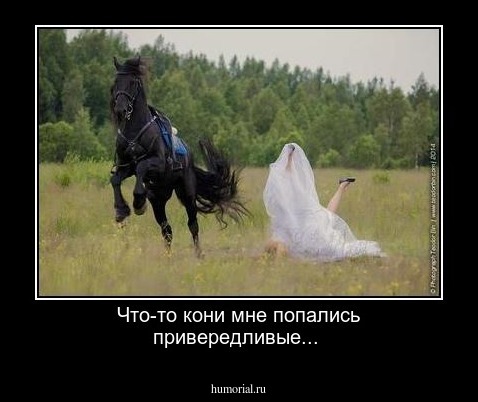 Что-то кони мне попались привередливые...