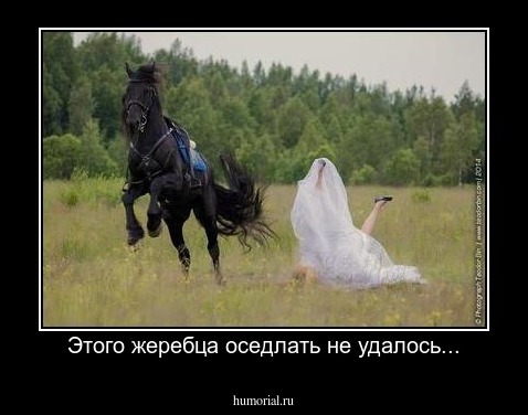 Этого жеребца оседлать не удалось...