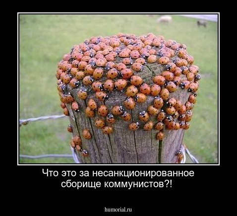 Что это за несанкционированное сборище коммунистов?!