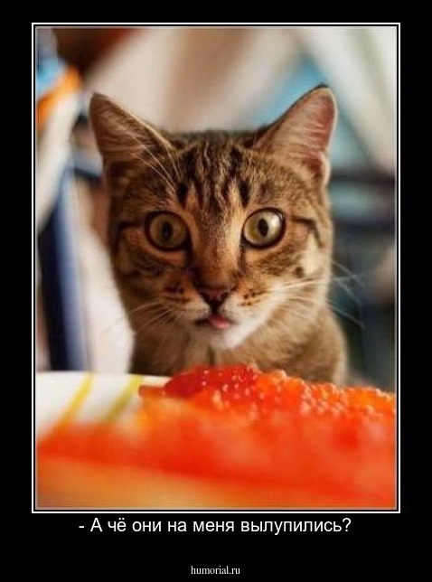 - А чё они на меня вылупились?