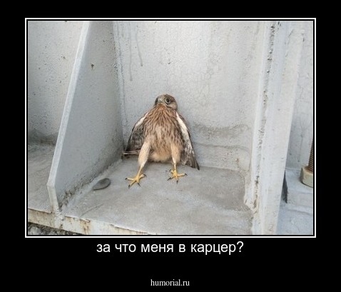за что меня в карцер?