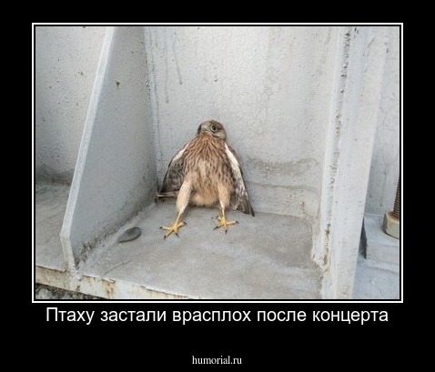 Птаху застали врасплох после концерта