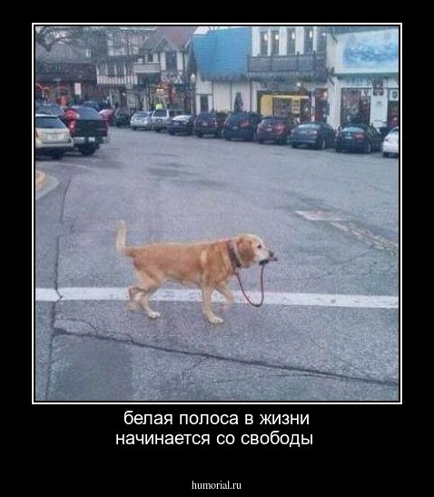 белая полоса в жизни начинается со свободы