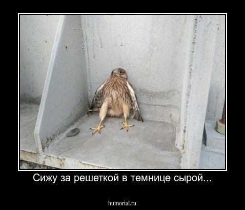 Сижу за решеткой в темнице сырой...