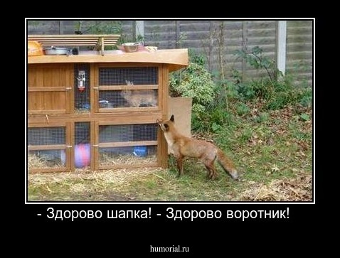 - Здорово шапка! - Здорово воротник!   