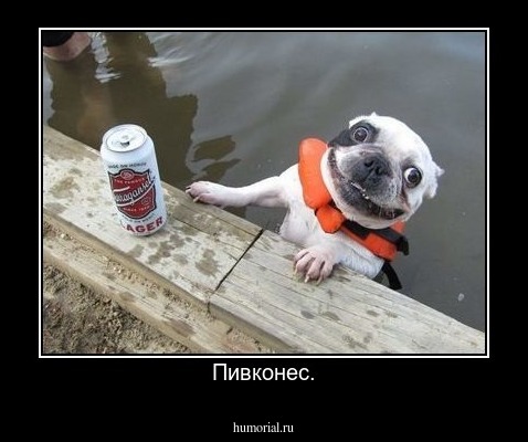 Пивконес.
