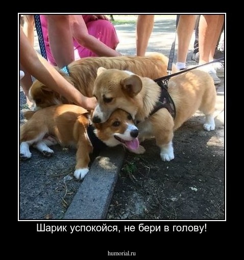 Шарик успокойся, не бери в голову!