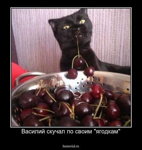 Василий скучал по своим "ягодкам"
