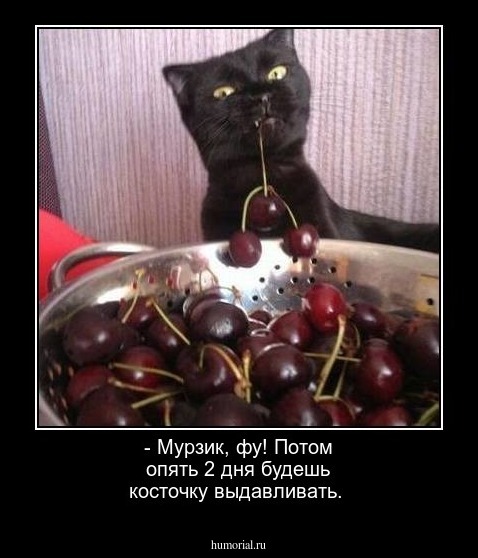 - Мурзик, фу! Потом опять 2 дня будешь косточку выдавливать.