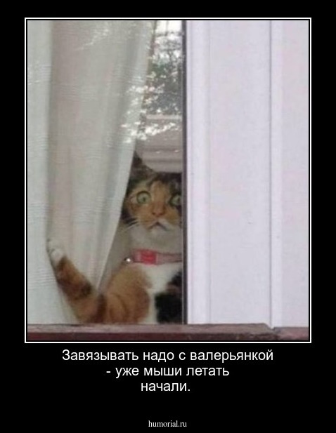Завязывать надо с валерьянкой - уже мыши летать начали.