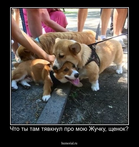Что ты там тявкнул про мою Жучку, щенок?